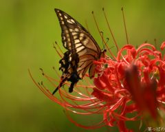 Tapeta Nature Flowers 491.jpg